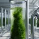 Green algae biomass in a transparent cultivation tank with modern biorefinery equipment and pipelines in the background, representing biofuel production.